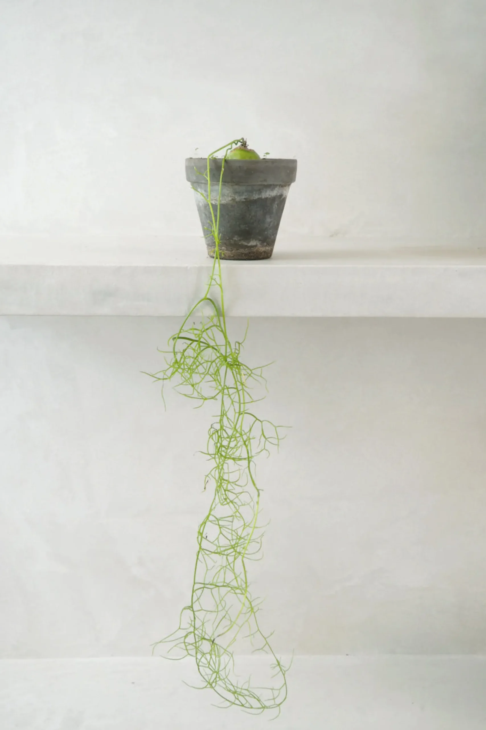 PLANT Bowiea volubilis Hot