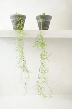 PLANT Bowiea volubilis Hot