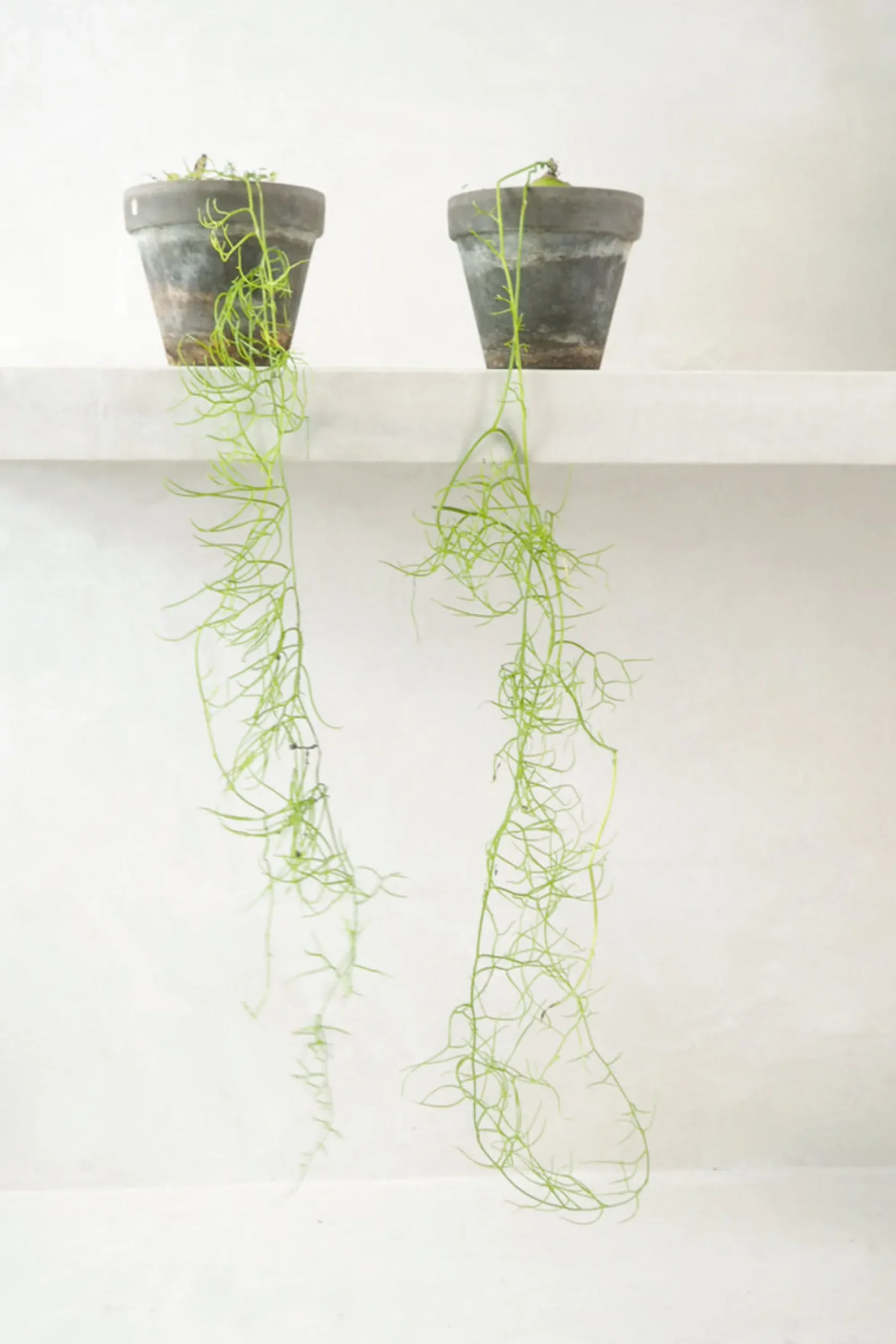 PLANT Bowiea volubilis Hot