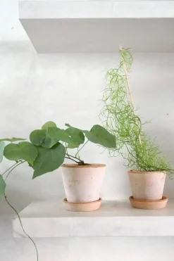 PLANT Bowiea volubilis Hot