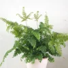 PLANT Bronze Venushår bregne