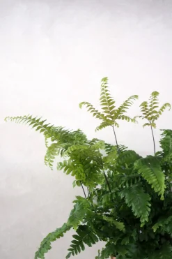 PLANT Bronze Venushår bregne