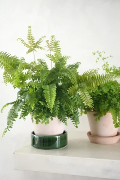 PLANT Bronze Venushår bregne