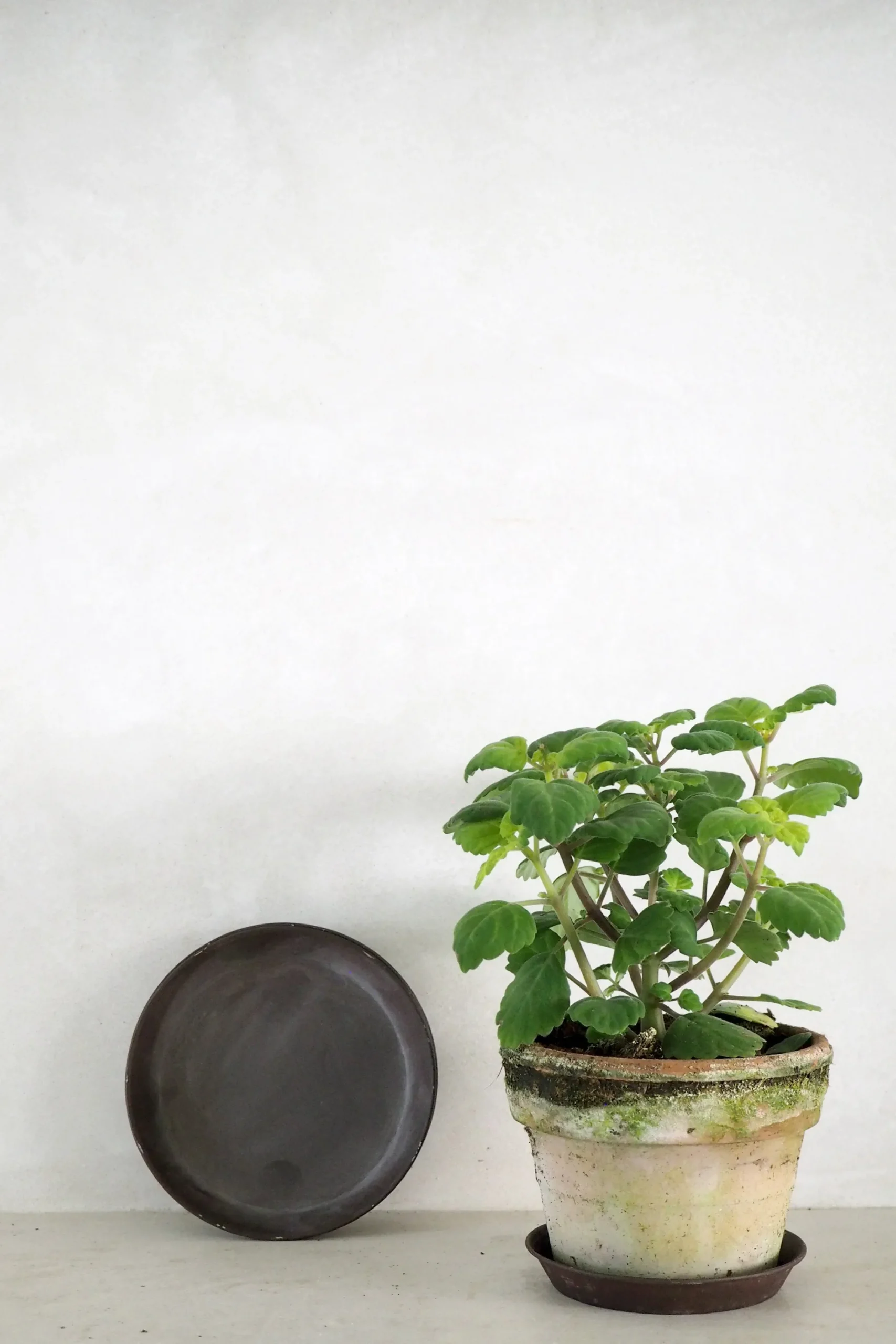 PLANT Brun underskål Best