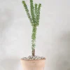 PLANT Ceraria Namaquensis Outlet