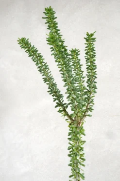 PLANT Ceraria Namaquensis Outlet
