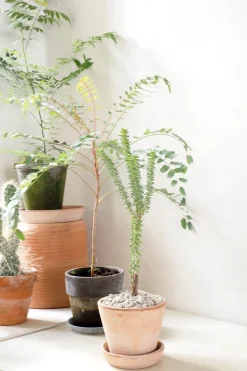 PLANT Ceraria Namaquensis Outlet