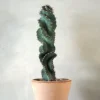 PLANT Cerus peruvianus spiralis kaktus Outlet