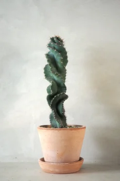 PLANT Cerus peruvianus spiralis kaktus Outlet
