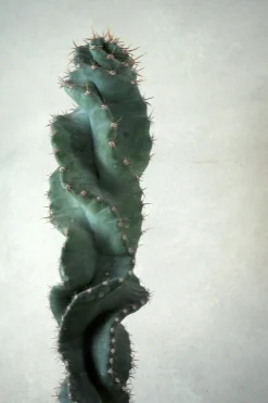PLANT Cerus peruvianus spiralis kaktus Outlet