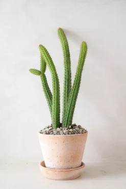 PLANT Cleistocactus samaipatanus Clearance