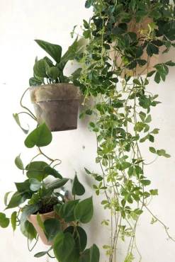 PLANT Clippy vægophæng