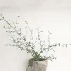 PLANT Corokia virgata - Maori Green Best