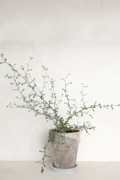 PLANT Corokia virgata - Maori Green Best