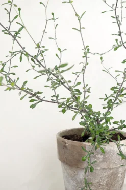 PLANT Corokia virgata - Maori Green Best