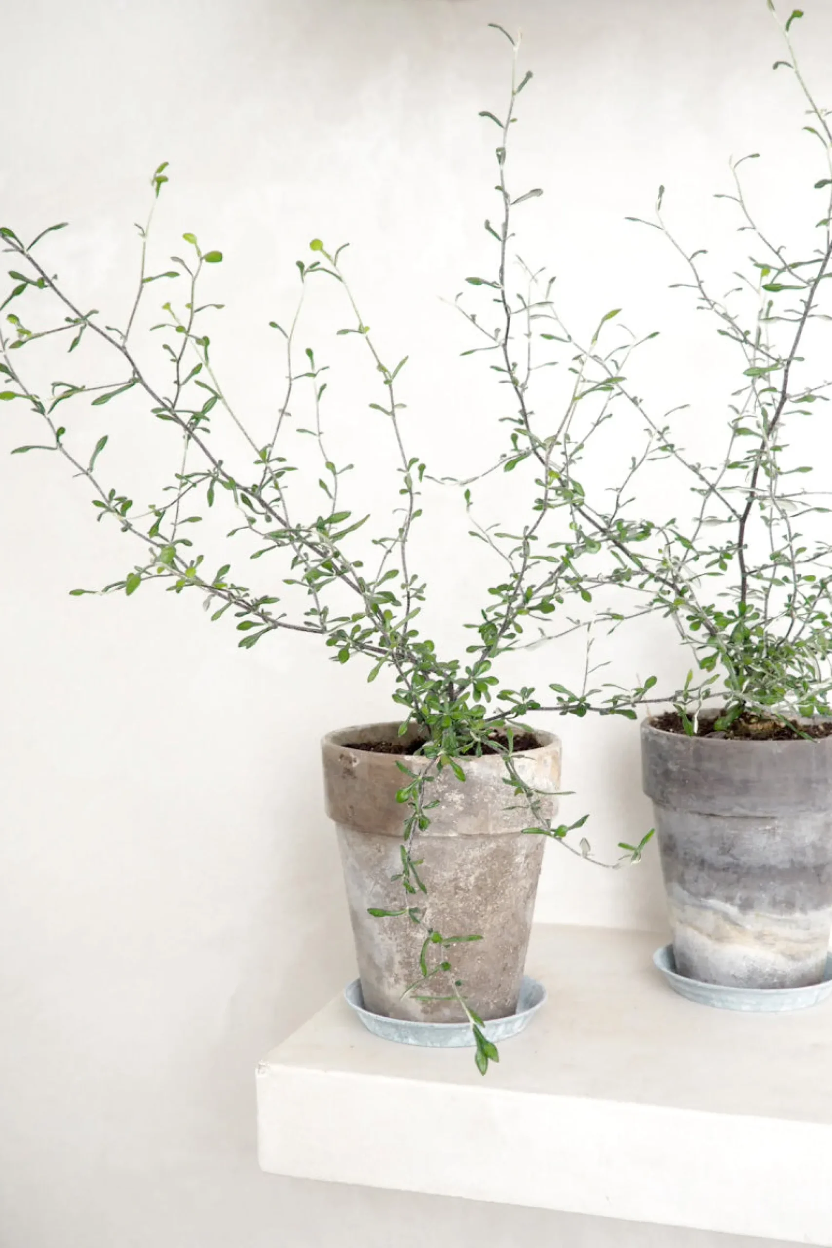 PLANT Corokia virgata - Maori Green Best