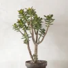 PLANT Crassula Discount