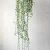 PLANT Delfine - Senecio Peregrinus Clearance