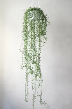 PLANT Delfine - Senecio Peregrinus Clearance