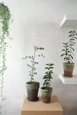 PLANT Delfine - Senecio Peregrinus Clearance