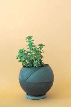 PLANT Dirty Roots - Tau Ceti Online