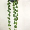 PLANT Dischidia Platyphylla Clearance
