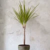PLANT Dracena New