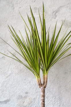 PLANT Dracena New