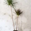 PLANT Dracena, medium Clearance