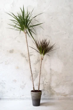 PLANT Dracena, medium Clearance
