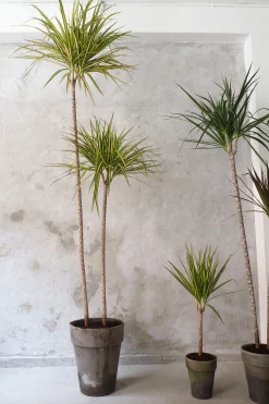 PLANT Dracena, medium Clearance