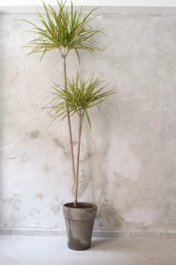 PLANT Dracena, stor Outlet