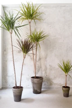 PLANT Dracena, stor Outlet