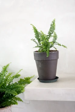 PLANT Duffy bregne Discount