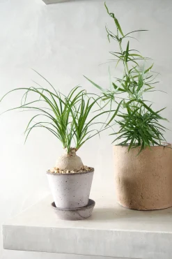 PLANT Elefantfod Online