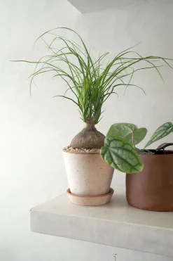 PLANT Elefantfod, medium Outlet