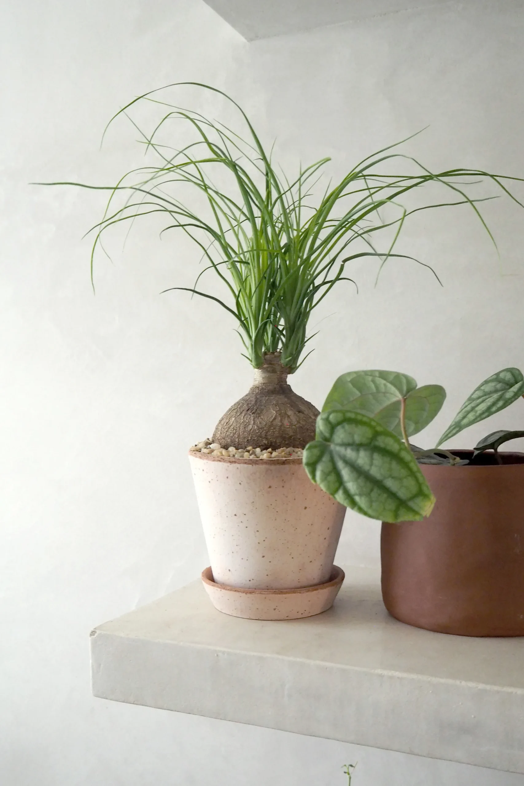 PLANT Elefantfod, medium Outlet