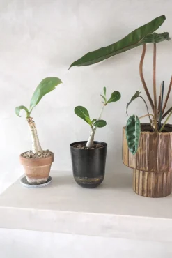 PLANT Elitta krukke Sale