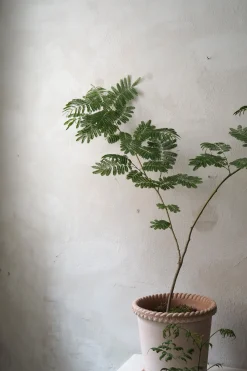 PLANT Emilia krukke, raw rosa New