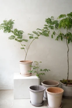 PLANT Emilia krukke, raw rosa New