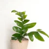 PLANT Epiphyllum chrysocardium Hot