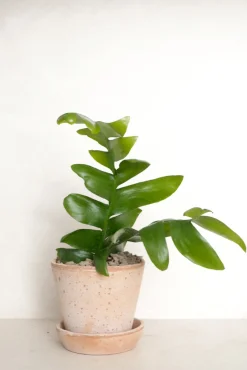 PLANT Epiphyllum chrysocardium Hot