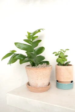 PLANT Epiphyllum chrysocardium Hot