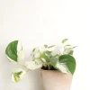 PLANT Epipremnum "Happy Leaf" Outlet