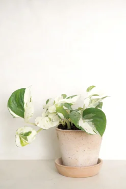 PLANT Epipremnum "Happy Leaf" Outlet