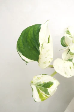 PLANT Epipremnum "Happy Leaf" Outlet