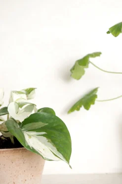 PLANT Epipremnum 
