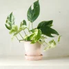 PLANT Epipremnum pinnatum ‘Marble Variegata’ Clearance