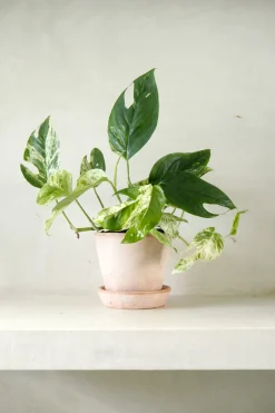 PLANT Epipremnum pinnatum ‘Marble Variegata’ Clearance