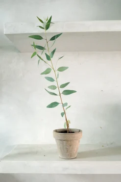 PLANT Eucalyptus langbladet Online
